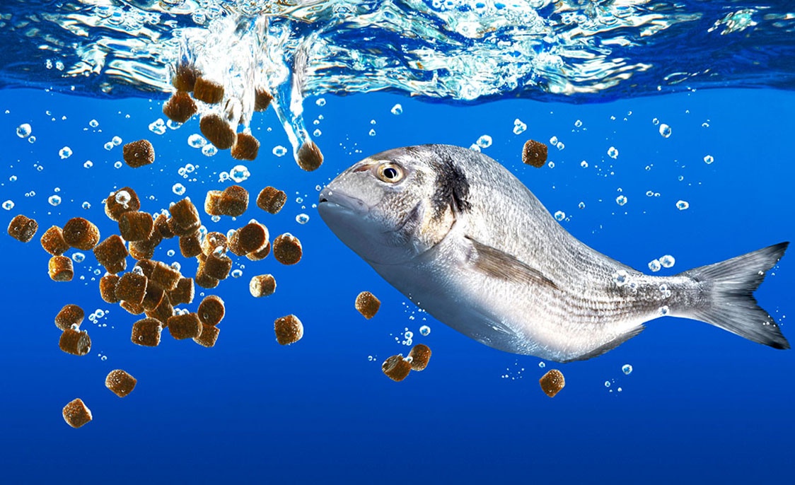 Chất phụ gia được thêm vào thức ăn cá gồm những chất nào và có tác dụng gì?